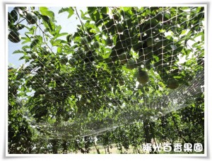 網床式百香果