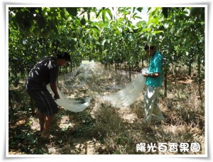 成熟百香果